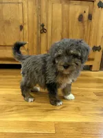 Ollie, a male Miniature Aussiedoodle for sale in Rolla, MO – 1 of 4