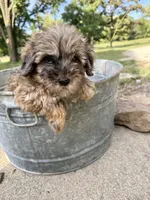 Cozie, a male Miniature Aussiedoodle for sale in Rolla, MO – 7 of 7