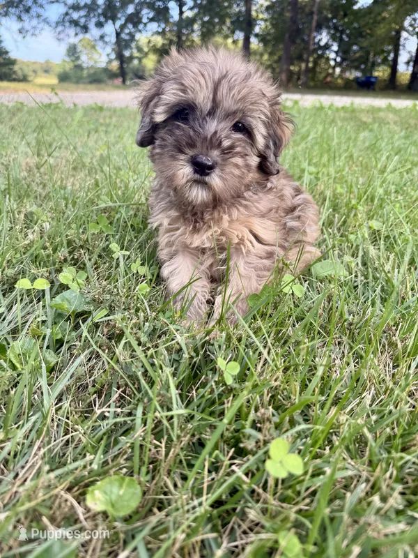 Cozie – Miniature Aussiedoodle puppy for sale in Rolla, MO