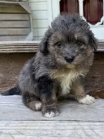Ollie, a male Miniature Aussiedoodle for sale in Rolla, MO – 3 of 4
