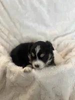 Aspen, a female Miniature American Shepherd for sale in Murray, UT – 3 of 5
