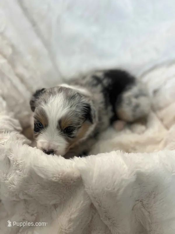 Mocha – Miniature American Shepherd puppy for sale in Murray, UT