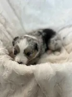 Mocha, a female Miniature American Shepherd for sale in Murray, UT – 1 of 5