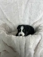 Maxwell, a male Miniature American Shepherd for sale in Murray, UT – 5 of 5