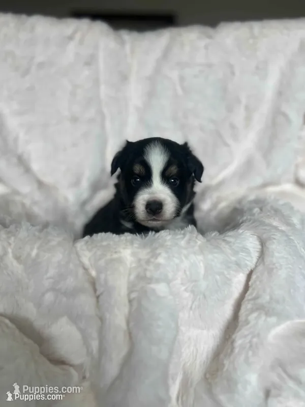 Maxwell – Miniature American Shepherd puppy for sale in Murray, UT