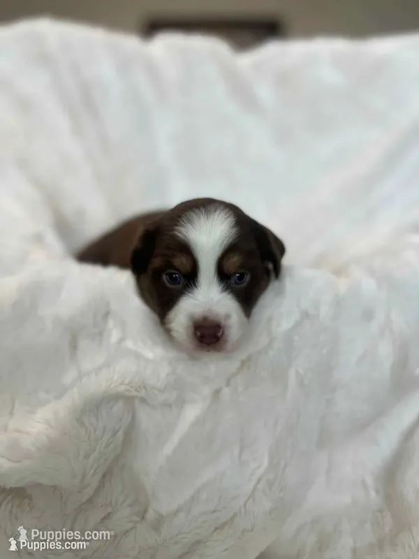 Winston – Miniature American Shepherd puppy for sale in Murray, UT