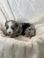 Mocha, a female Miniature American Shepherd for sale in Murray, UT – 2 of 5