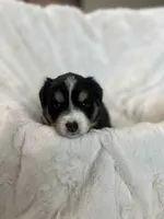 Aspen, a female Miniature American Shepherd for sale in Murray, UT – 4 of 5