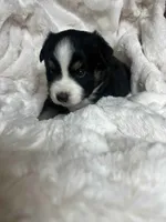 Maxwell, a male Miniature American Shepherd for sale in Murray, UT – 2 of 5