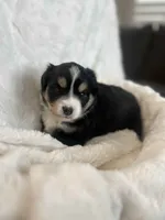 Aspen, a female Miniature American Shepherd for sale in Murray, UT – 1 of 5