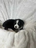 Maxwell, a male Miniature American Shepherd for sale in Murray, UT – 4 of 5