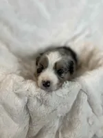 Mocha, a female Miniature American Shepherd for sale in Murray, UT – 3 of 5