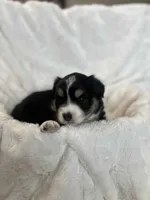 Aspen, a female Miniature American Shepherd for sale in Murray, UT – 2 of 5