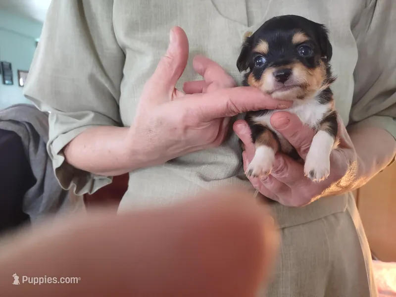 Tri black  – Chihuahua puppy for sale in Scottville, MI