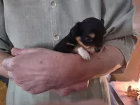 Tri black , a female Chihuahua for sale in Scottville, MI – Photo 2 of 3