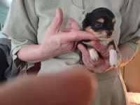 Tri black , a female Chihuahua for sale in Scottville, MI – Photo 3 of 3