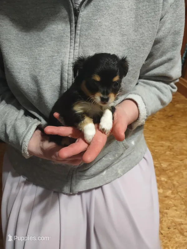 Tri black  – Chihuahua puppy for sale in Scottville, MI