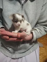 Lil Dollie , a female Chihuahua for sale in Scottville, MI – 3 of 7