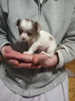 Lil Dollie , a female Chihuahua for sale in Scottville, MI – 4 of 7