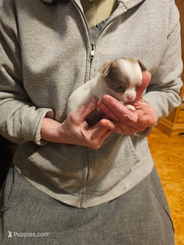 Lil Dollie  – Chihuahua puppy for sale in Scottville, MI