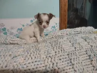 Lil Dollie , a female Chihuahua for sale in Scottville, MI – 2 of 7