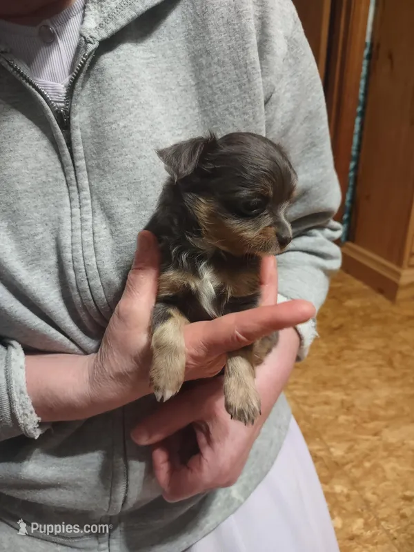 Tina  – Chihuahua puppy for sale in Scottville, MI