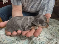 Tina , a female Chihuahua for sale in Scottville, MI – Photo 1 of 4