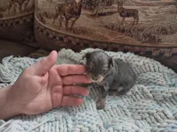 Tina , a female Chihuahua for sale in Scottville, MI – Photo 2 of 4