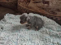 Tina , a female Chihuahua for sale in Scottville, MI – Photo 4 of 4