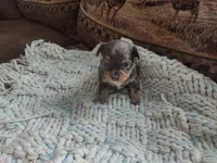 Tina , a female Chihuahua for sale in Scottville, MI – Photo 3 of 4