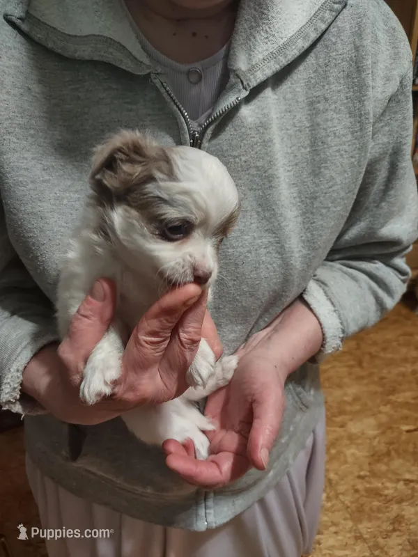Buster – Chihuahua puppy for sale in Scottville, MI