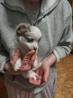 Buster, a male Chihuahua for sale in Scottville, MI – 1 of 4