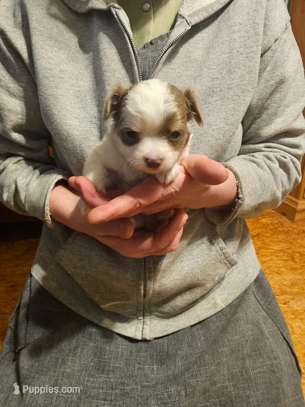 Buster – Chihuahua puppy for sale in Scottville, MI