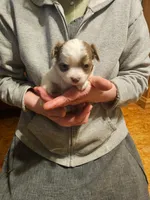 Buster, a male Chihuahua for sale in Scottville, MI – Photo 1 of 2