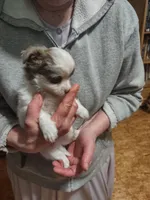 Buster, a male Chihuahua for sale in Scottville, MI – 2 of 4