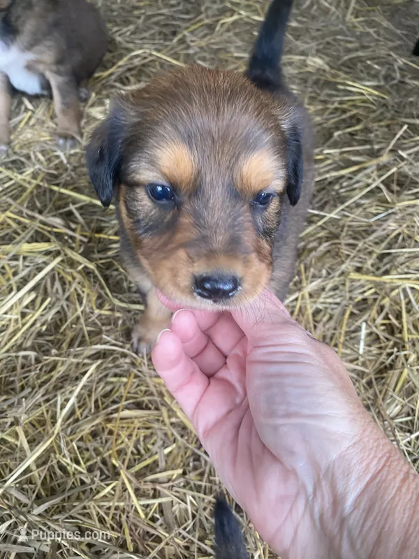 Sable Male  – English Shepherd puppy for sale in Niota, TN