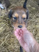 Sable Male , a male English Shepherd for sale in Niota, TN – 1 of 1