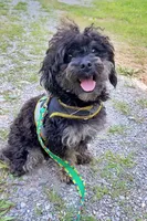 Akc Dre , a male Poodle - Toy  for sale in Niota, TN – 3 of 4