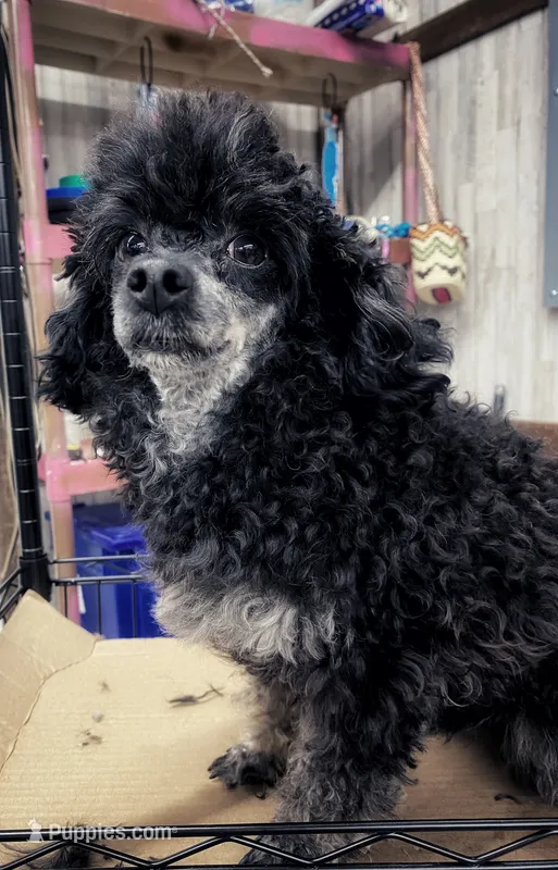Akc Dre , a male Poodle - Toy  for sale in Niota, TN – 1 of 4