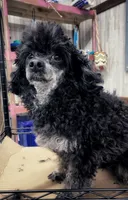 Akc Dre , a male Poodle - Toy  for sale in Niota, TN – 1 of 4