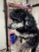 Akc Dre , a male Poodle - Toy  for sale in Niota, TN – 4 of 4