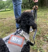 Akc Dre , a male Poodle - Toy  for sale in Niota, TN – 2 of 4