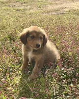 English Shepherd Sable Male pup, a male English Shepherd for sale in Niota, TN – 2 of 3