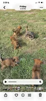 English Shepherd Sable Male pup, a male English Shepherd for sale in Niota, TN – 3 of 3