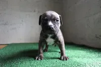 Rocky, a male American Bulldog for sale in Harrisburg, PA – 2 of 3