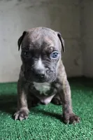 Rocky, a male American Bulldog for sale in Harrisburg, PA – 3 of 3