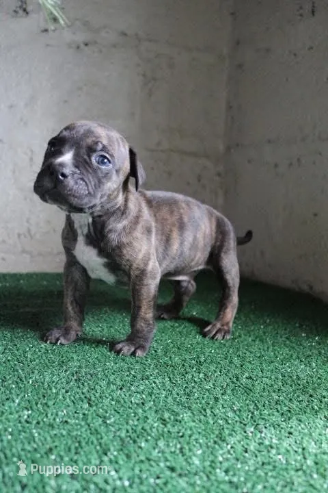 Rocky – American Bulldog puppy for sale in Harrisburg, PA