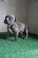 Rocky, a male American Bulldog for sale in Harrisburg, PA – 1 of 3