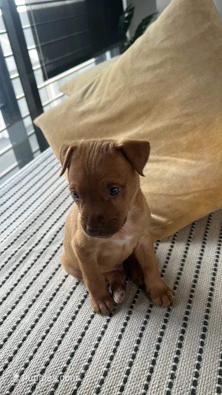 Pinto  – German Shepherd Dog, American Pit Bull Terrier puppy for sale in Miami, FL