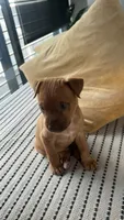 Pinto , a male German Shepherd Dog and American Pit Bull Terrier for sale in Miami, FL – 1 of 5
